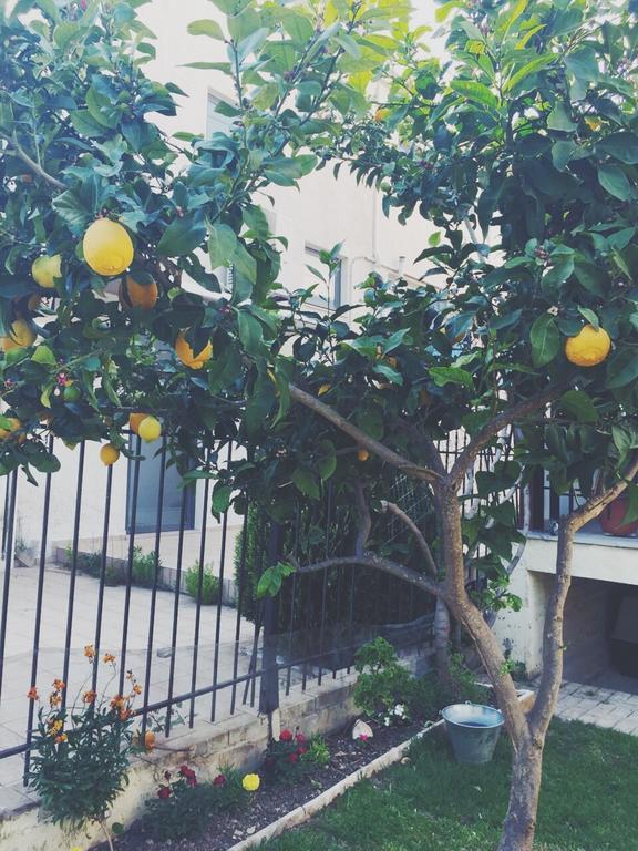 איגומניטסה Holiday Zigos מראה חיצוני תמונה